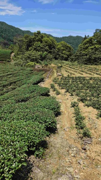 20250422豐田派出所-磨石坑古道-磨石坑山-圳沽古道2767912