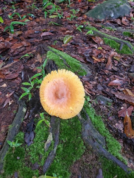 小百岳-馬那邦山1082598