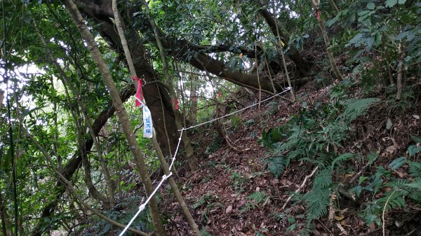 【淡水區/興福寮/面天大橫斷】面天大橫斷重啟.興福寮水管路串接興福寮新稜完成2382445