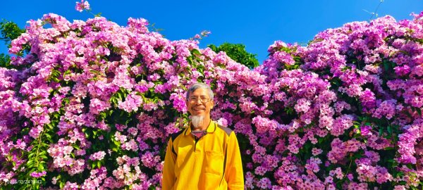 #蒜香藤 #泰山楓樹河濱公園 11/242943665