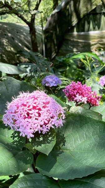 6/20(六)陽明山健行兼賞花-大屯瀑布×竹子湖賞繡球花×猴崁水圳古道×草山觀瀑吊橋×十八圳古道3076595