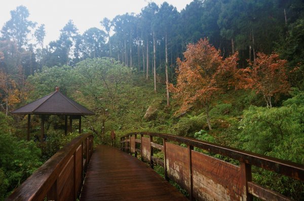 溪頭自然教育園區2016948