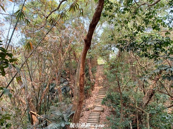 【雲林古坑】荷苞山登山步道x 桐花公園2118579