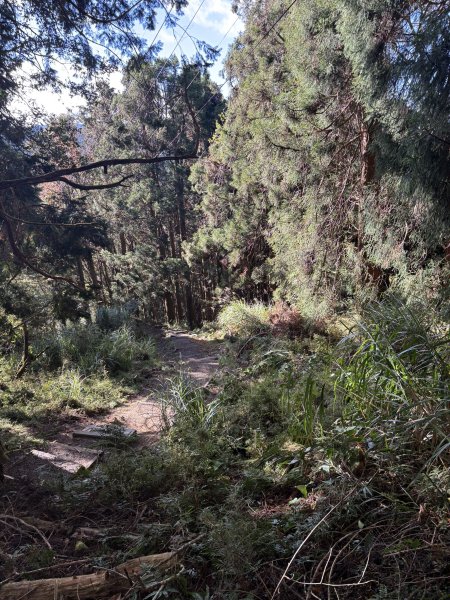 20251225塔山步道(大塔山)2970332