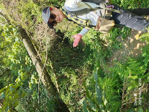 大溪大九芎步道上小百岳溪洲山(H577m)2844303