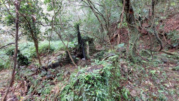 陽明山後花園，百年靜美牧牛山徑，古道草原精華連走2787716