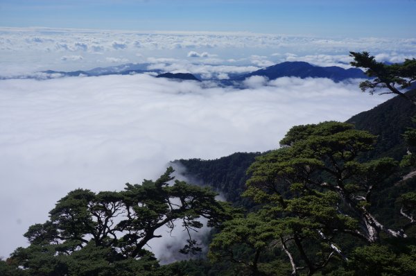 無與倫比的臺灣鐵杉與雲海～北大武山1125126