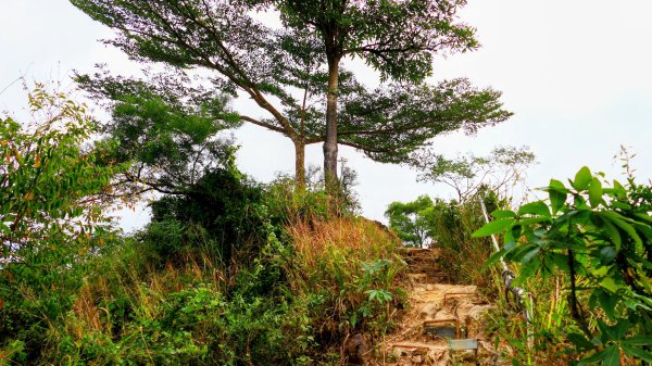 大社觀音山2954789