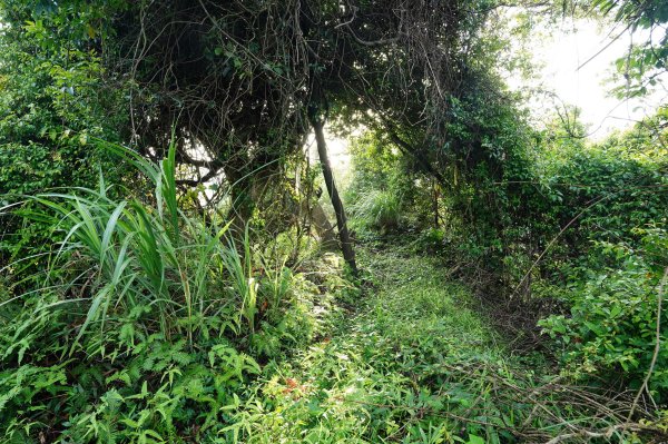 新北 瑞芳 粗坑口尖、碇內尖山、粗坑頭山、龍門山、滴水山2838268