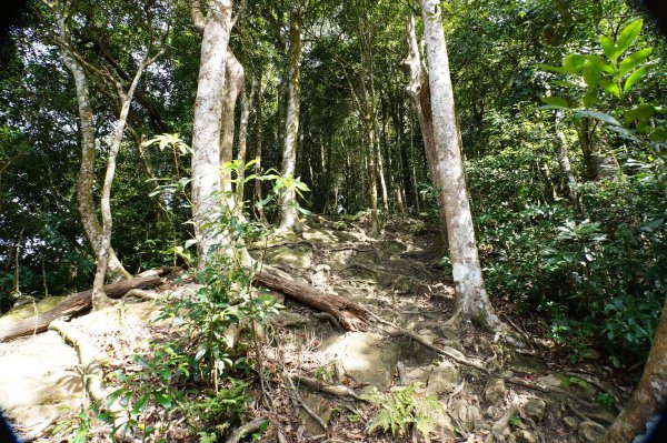 新竹 尖石 蓮包山、外鳥嘴山2914336