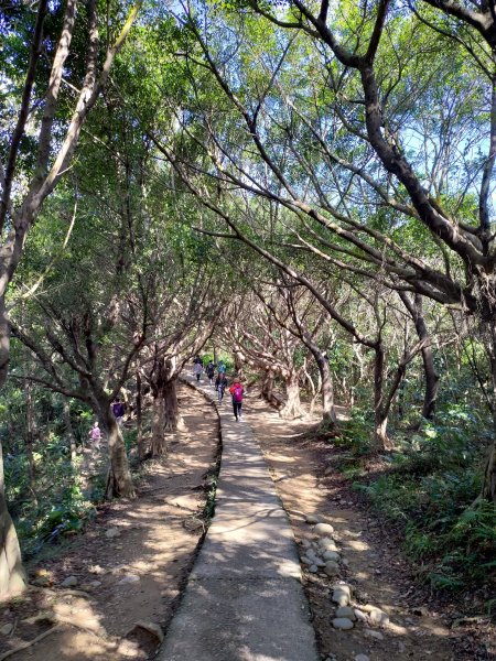 虎頭山-虎嶺迎風步道775373