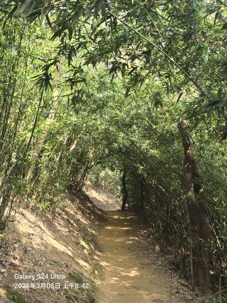 2026-03-08微笑山線：【大棟山系】百年大榕樹段3011683