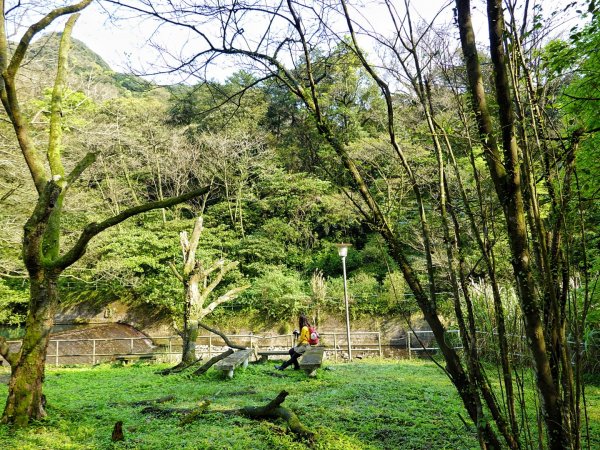 鹿角坑古道 楓林瀑布 海芋季 大砲岩 石壇山 一日行2077314