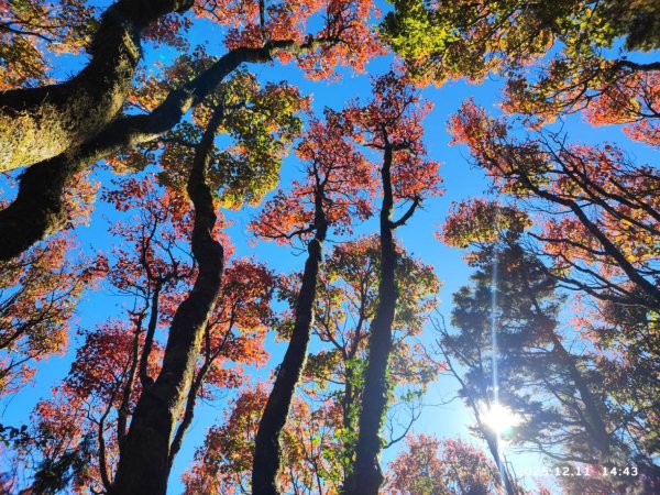 大雪山迎接聖誕「楓」潮　漫山紅葉點亮冬日山林！