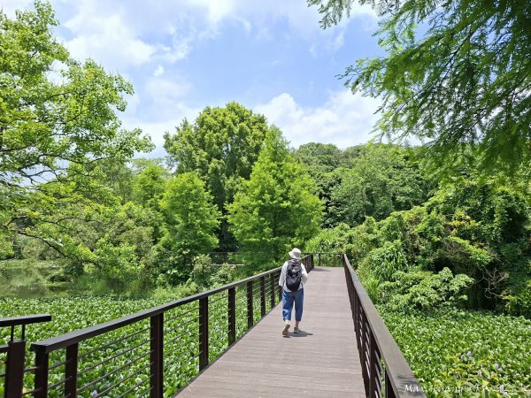 《新竹》湖光山色｜峨眉湖環湖步道+寶山小西湖步道202605173056932