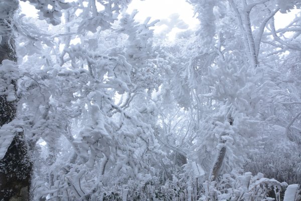  2021 D0101 純色北插1225521