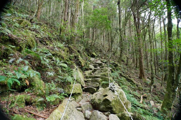 臺中 和平 橫嶺山、沙蓮山、笛吹山2974925