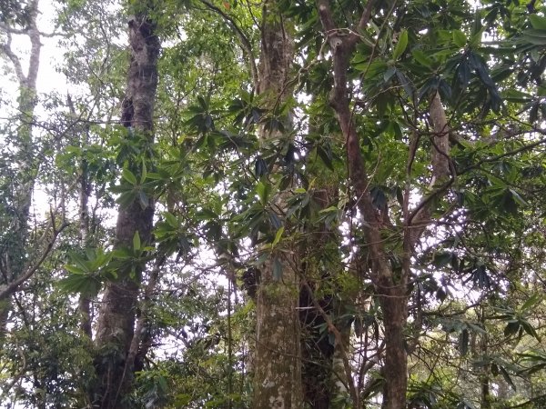 【新聞】台灣原生杜鵑開在芙蓉山上 林務局美麗的守護