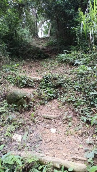 20250607 新竹竹東三山(樹杞林山 - 新具庄山 - 員崠子山)  O型2808916