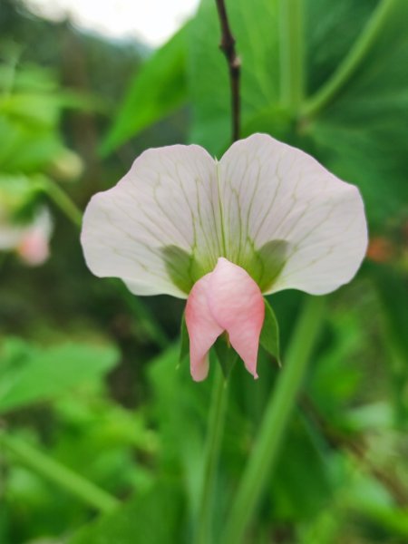 新店到貓空10K（台北天際線1部份路段）2993622