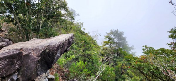 波津加山，太平蝙蝠洞延伸步道，福田賞桐生態步道，美崙山步道，台東鯉魚山2005062