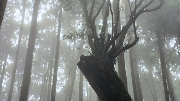 民都有山，夏日首選，好涼爽的中級山，新竹熱門登山景點，時而陽光穿林，時而濃霧彌漫，非常迷人。2827249