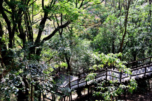 奧萬大國家森林遊樂區步道群545607
