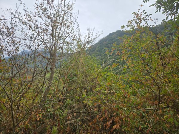 2026-02-01 靈山古道2991715