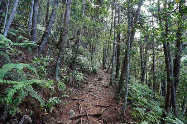 台中 和平 馬崙山2796943