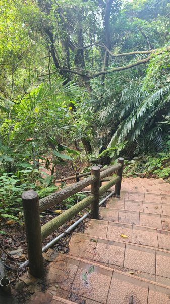 2025-0204 鶯歌_大凍山_三角埔頂山_迴龍2707988