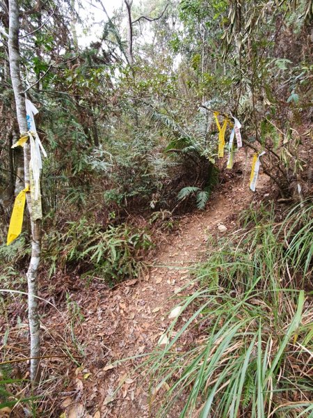 【埔里六秀之首】守城大山1291111