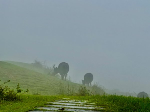 灣坑頭山(小百岳#82)2884259
