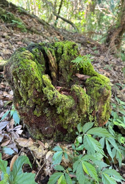瞭望台-瓊山-望美山-獵人古道2887716