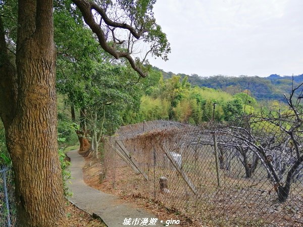 適合賞景健身親子型步道~鳳凰山觀音山步道1244184