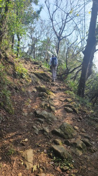 2025-0204 鶯歌_大凍山_三角埔頂山_迴龍2707992