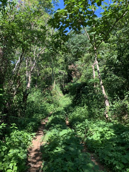 20240706屏東三地山西南峰2546721