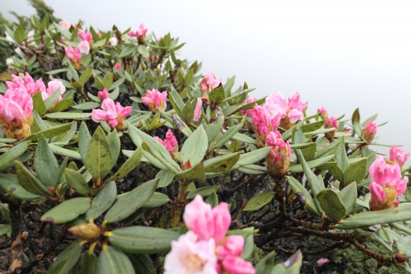 190518-雪山主東峰1650232