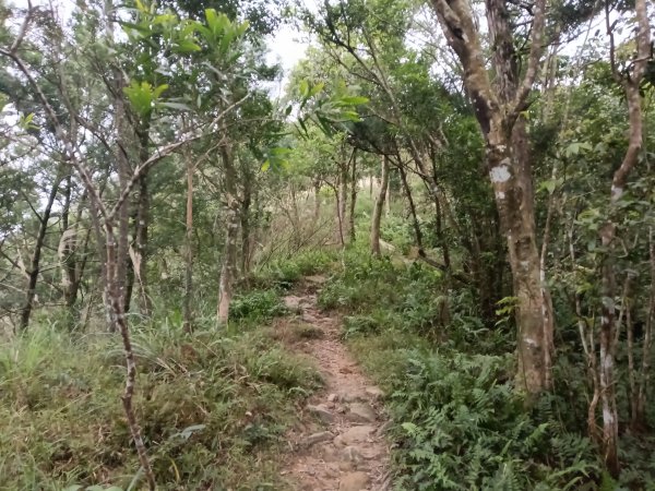 頭城鎮圓通寺+鴻子山東北峰+鴻子山+後湖子山林道+五峰旗山+840峰+水鴨池+水鴨崙+圓通寺O型2983769