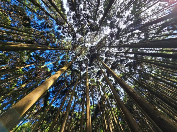 加里山（大坪登山口大O繞）2955442