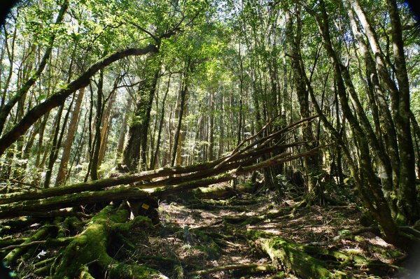 新竹 尖石 屯野生台山、石麻達山、錦屏山2904301