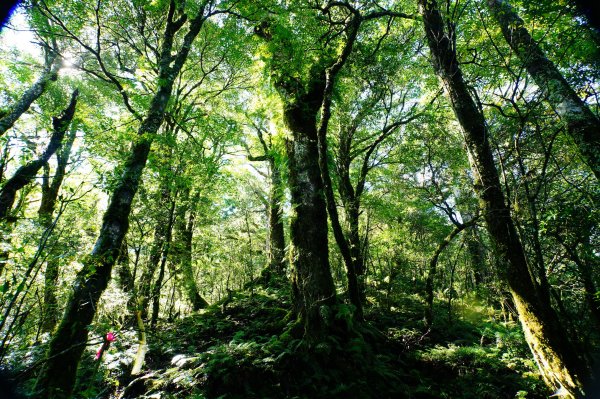 新北 烏來 塔曼山3119503