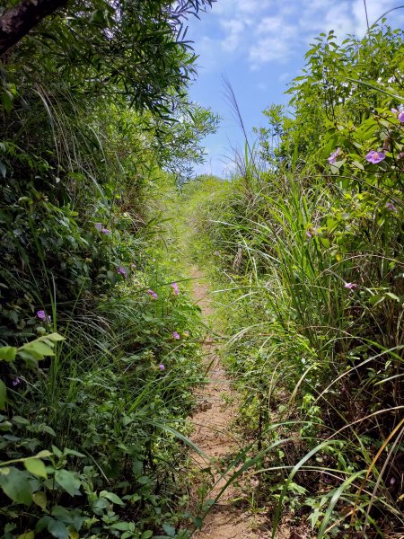 虎頭山小路亂走975348