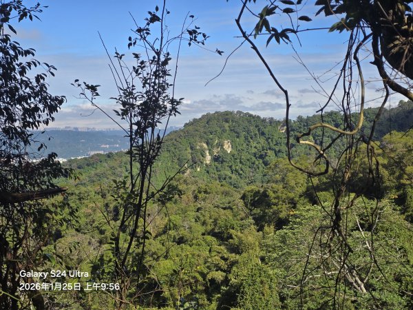 2026-01-25微笑山線：【天上山系】望月亭桐花段2988216