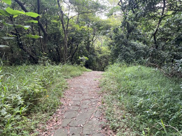 [皮皮獅探險隊-02/10] 2025_0706 漢卿步道、秀才步道2830925