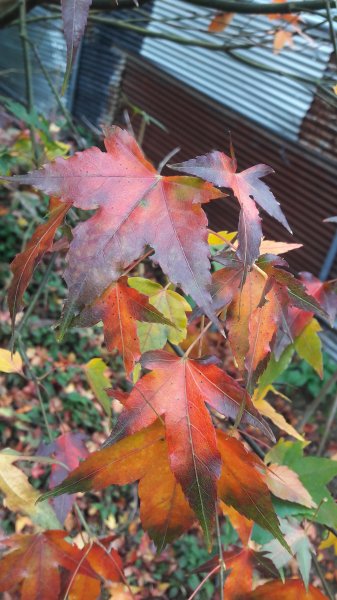 楓之谷~天巒池~武法奈尾山497560