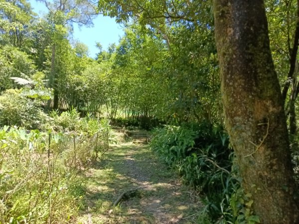 平溪區嶺腳步道+望古坑保甲路+嶺腳寮山+望古賞瀑步道(瀑布)+望古坑古道2825914