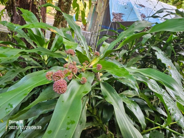 20251229石龜坑山上白石山下白石埤O走+阿姆坪2976645