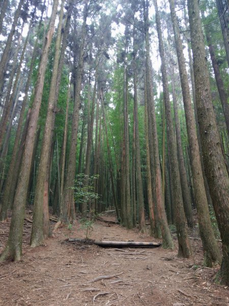 香杉秘境@長壽山：還有孟宗竹林及柳杉混合林、加碼夫妻樹1480572