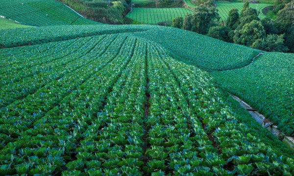 秋遊福壽山順走合歡溪步道690369