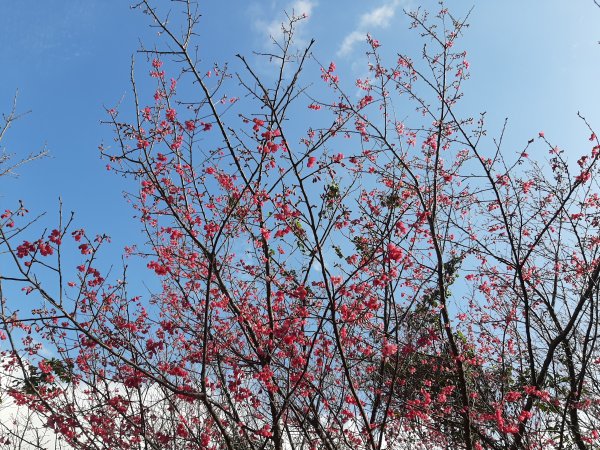 粉粉三色櫻、木蓮花、山茶花爭奇鬥艷814414